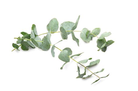 image eucalyptus gratuite